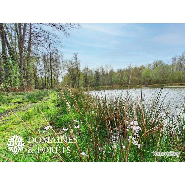 Domaine � vocation Cyn�g�tique ou de Gites en Sologne 103 hectares DF-1034-S