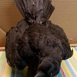Corbeau n°2
