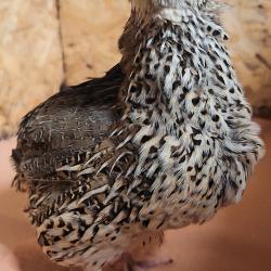 72 Oeuf f&eacute;cond&eacute; jumbo