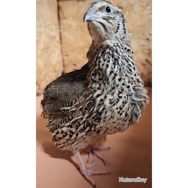 72 Oeuf f�cond� jumbo