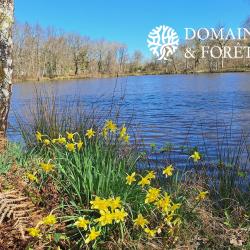 Propriété d'Agrément 6 Ha en Sologne DF-1043-S