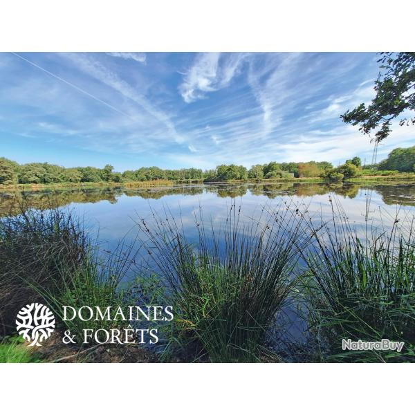 Propri�t� � vocation cyn�g�tique en Sologne 96 hectares DF-1058-S