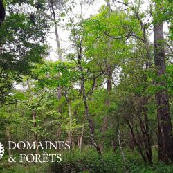 Territoire en Indre-et-Loire (37) d'environ 86 hectares DF-1146-A