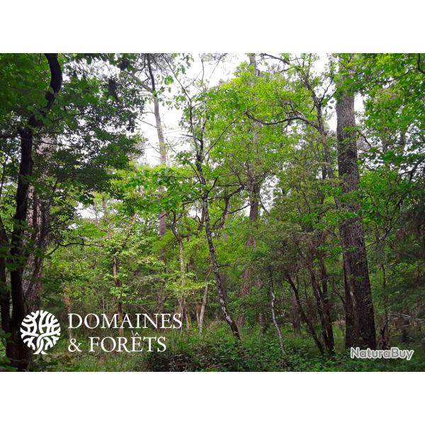 Territoire en Indre-et-Loire (37) d'environ 86 hectares DF-1146-A