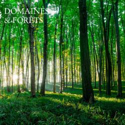 Forêt dans l'Indre d'environ 69 hectares DF-1125-A