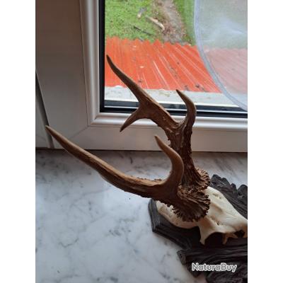 BEAU TROPHEE CHEVREUIL BROCARD 4 CORS BOIS 19CM - Massacres (13739227
