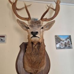 Tête de cerf naturalisee en parfait état