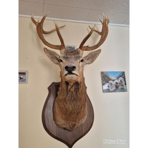 Tte de cerf naturalisee en parfait tat