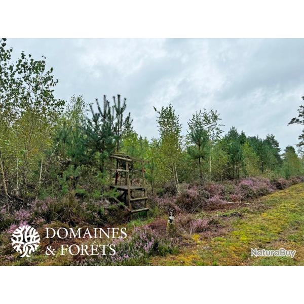 Propri�t� de chasse et d'Agr�ment dans le Cher 68 hectares DF-1062-S