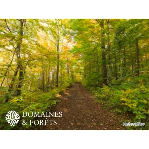 Propri�t� Foresti�re 35 hectares dans l'Aisne DF-251-A