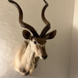 Vends troph&eacute;es d'antilope Namibienne