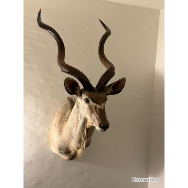 Vends troph�es d'antilope Namibienne