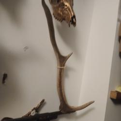 Bois de cerf