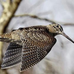 Séjour bécasse (2 jours de chasse)