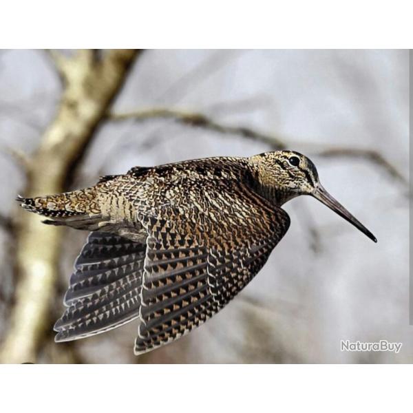 Sjour bcasse (2 jours de chasse)