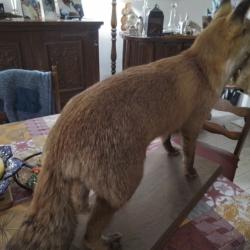 Je vends un renard avec un lapereau dans sa gueule naturalisé par un taxidermiste à côté de Beauvais