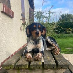 Saillie femelle épagneul breton tricolore