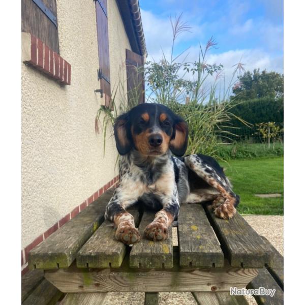Saillie femelle pagneul breton tricolore