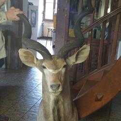 T&ecirc;te de grand Koudou