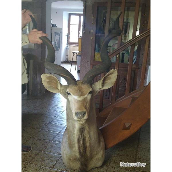 T�te de grand Koudou