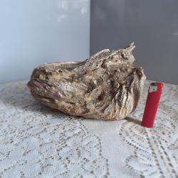 Taxidermie huitre g&eacute;ante double Ostrea crassissima fossile + de 10 lb / &Acirc;ge : Mioc&egrave;ne, Tortonien