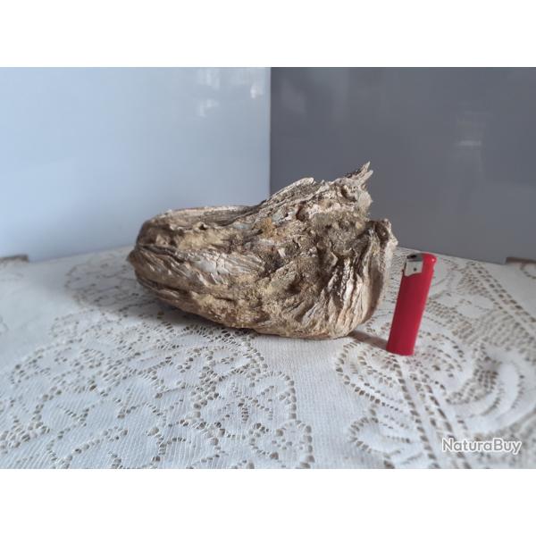 Taxidermie huitre g�ante double Ostrea crassissima fossile + de 10 lb / �ge : Mioc�ne, Tortonien