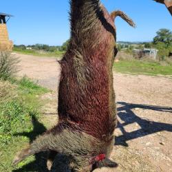 Actions aux sangliers dans la nievre