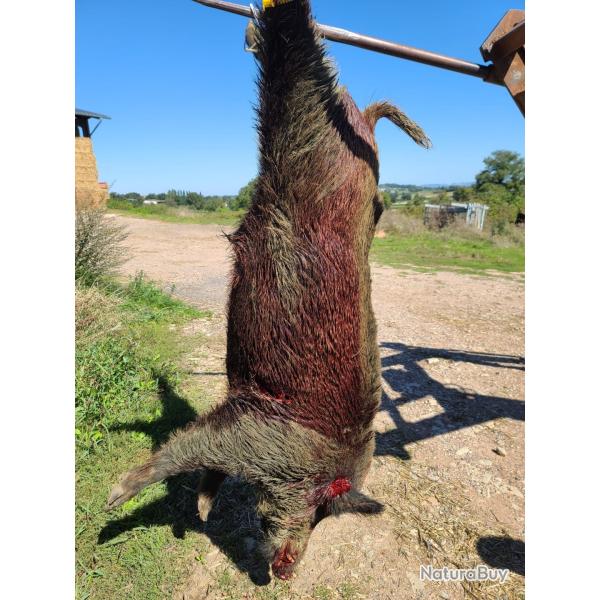 Actions aux sangliers dans la nievre