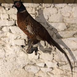 Faisan commun naturalisé