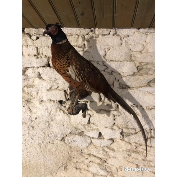 Faisan commun naturalis