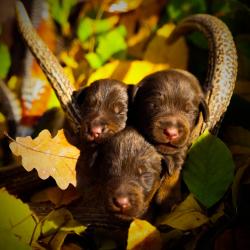 Jagd terrier chocolat