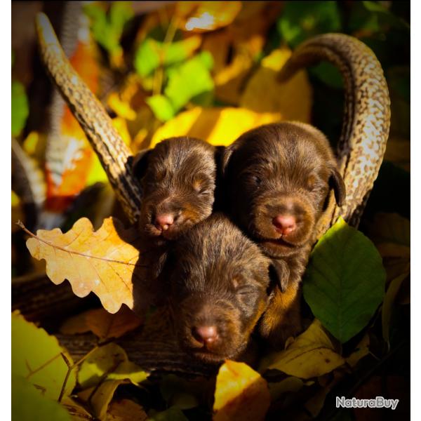 Jagd terrier chocolat