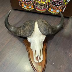 Massacre de crâne de buffle  provenant du lac de Cahora-Bassa au Mosambique