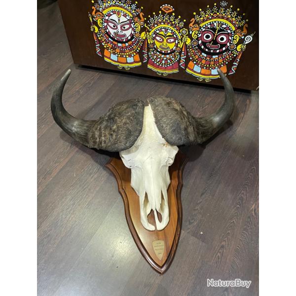 Massacre de buffle mont� sur �cusson