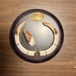 Trophée de sanglier Médaille d'or