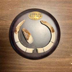 Troph&eacute;e de sanglier M&eacute;daille d'or