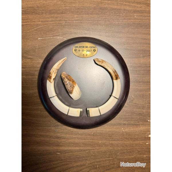 Troph�e de sanglier M�daille d'or