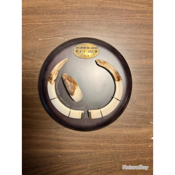 Troph�e de sanglier M�daille d'or