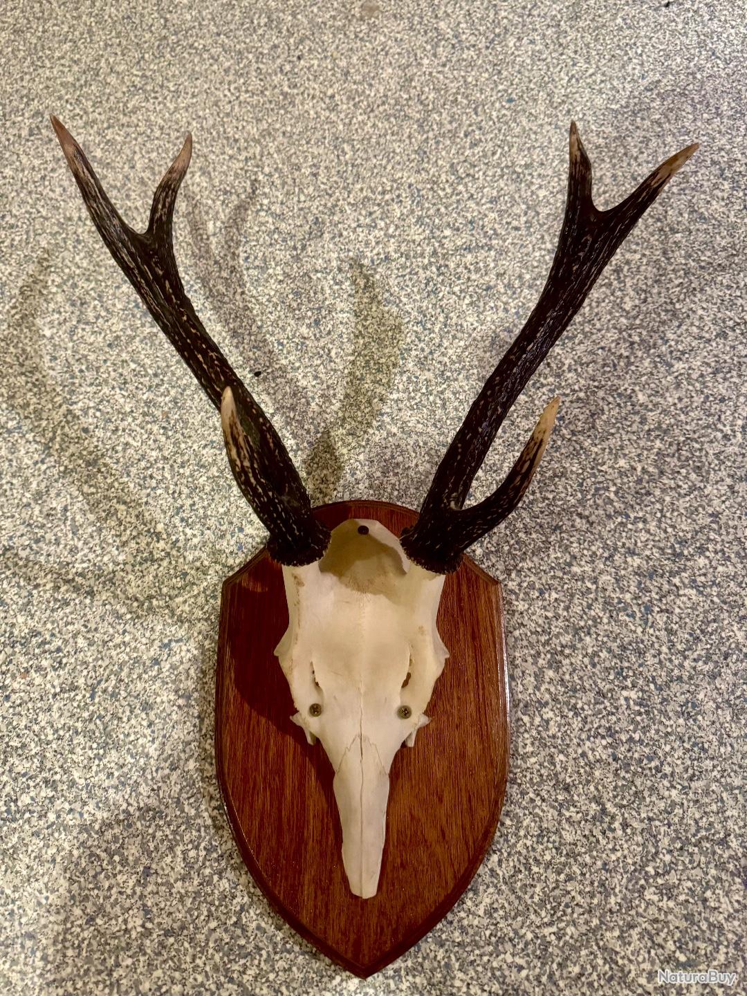 Écusson trophée de chasse pour massacre,variante I, dim. 24 x 18 cm