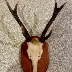 Trophée de cerf - Bois Montés