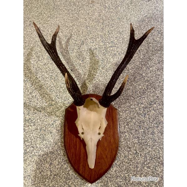 Troph�e de cerf - Bois Mont�s