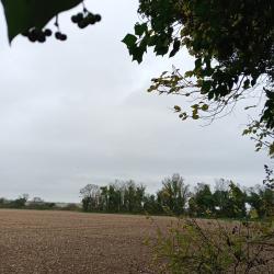 Cherche poste a pigeon ou action région Poitou Charente