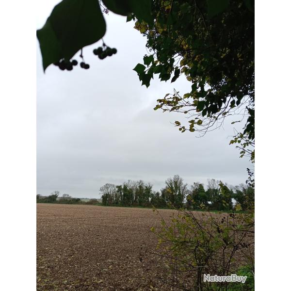 Cherche poste a pigeon ou action r�gion Poitou Charente