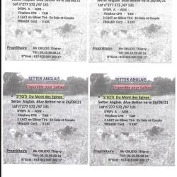 Saillie setter anglais