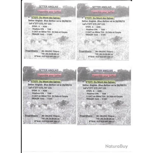 Saillie setter anglais