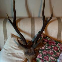 Cornes de cerfs calédoniennes