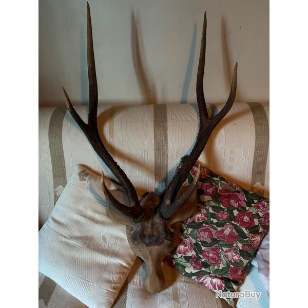 Cornes de cerfs cal�doniennes