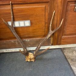 Cornes de cerfs calédoniennes - 1