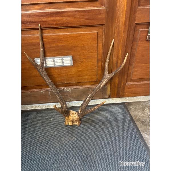Cornes de cerfs cal�doniennes - 1