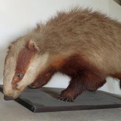 Blaireau naturalisé